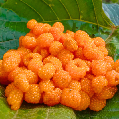 Yellow Himalayan Raspberry Live Plant (Rubus ellipticus)