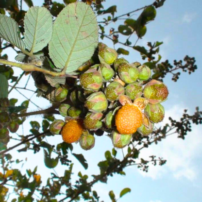 Yellow Himalayan Raspberry Live Plant (Rubus ellipticus)