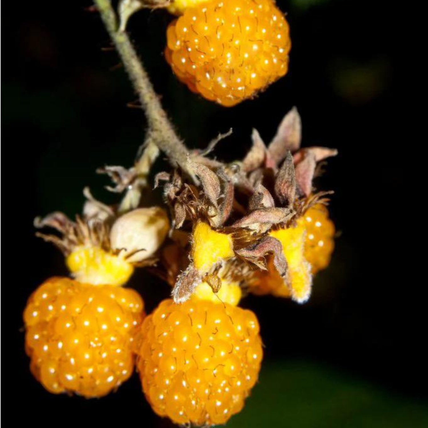 Yellow Himalayan Raspberry Live Plant (Rubus ellipticus)