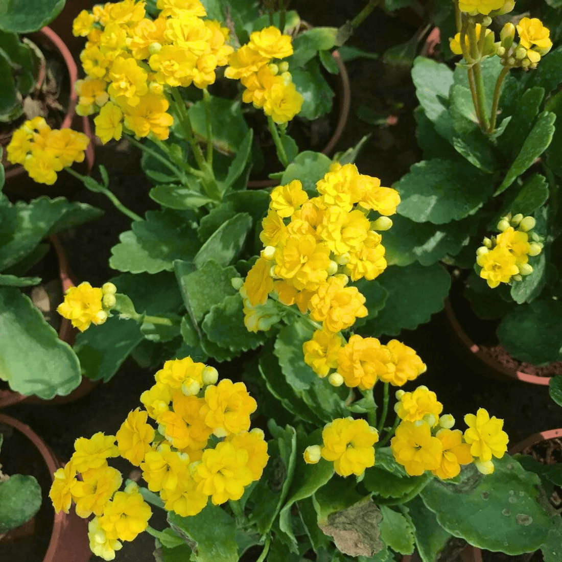 Yellow Kalanchoe (Blossfeldiana) All Time Flowering Live Plant