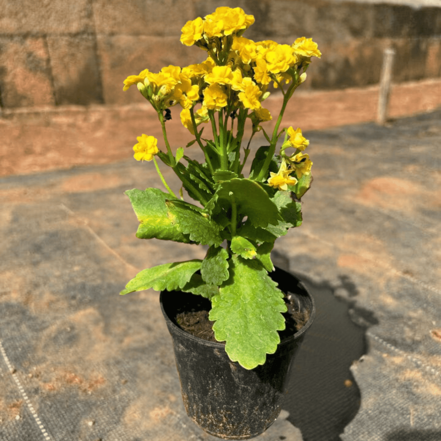 Yellow Kalanchoe (Blossfeldiana) All Time Flowering Live Plant