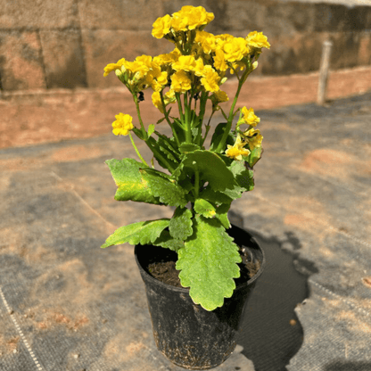 Yellow Kalanchoe (Blossfeldiana) All Time Flowering Live Plant