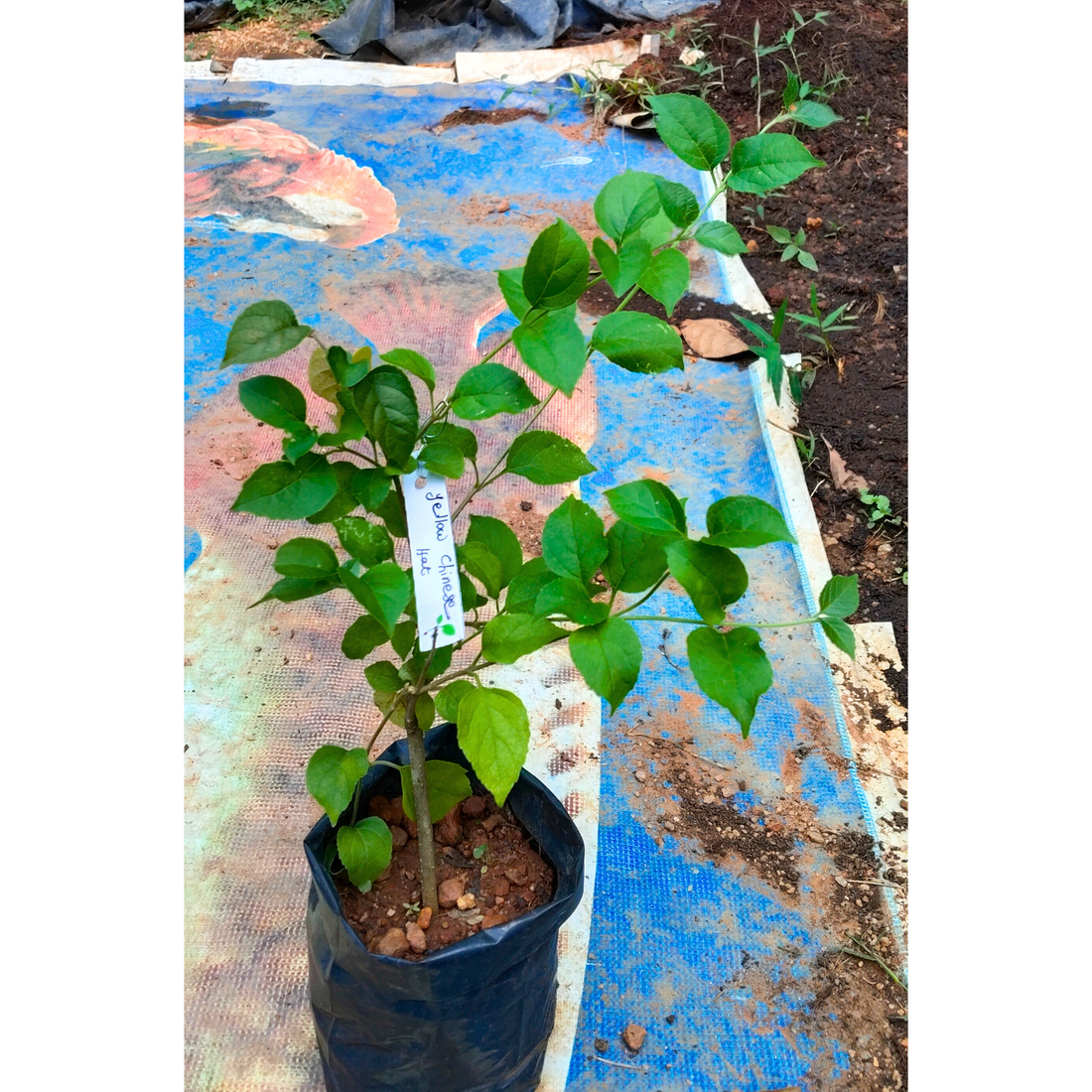 Yellow Chinese Hat (Holmskioldia) All Time Flowering Live Plant