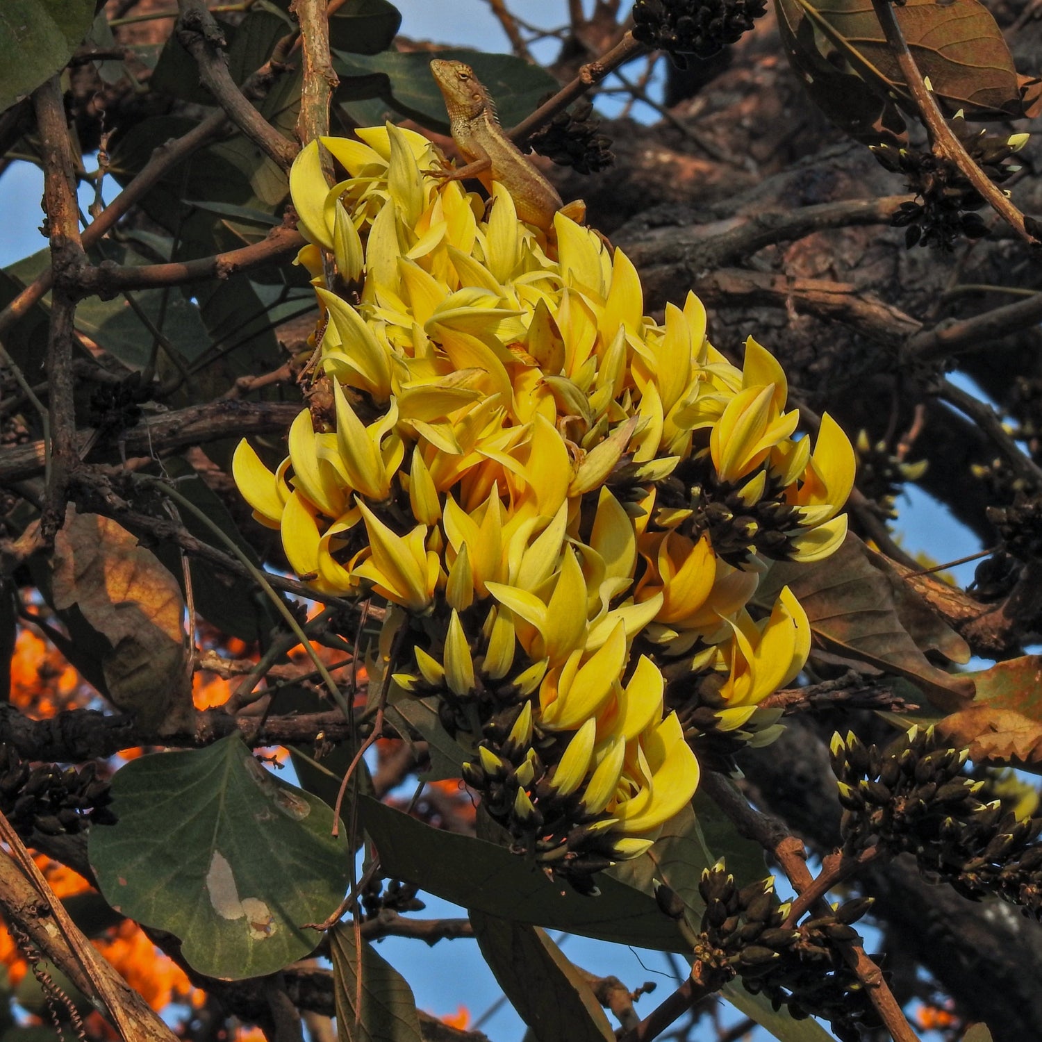 Yellow Palash All Time Flowering Layered Live Plant