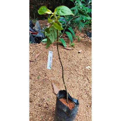 Yellow Lollipop Flowering Live Plant