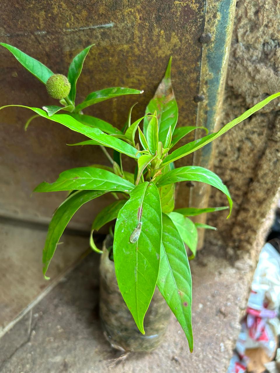 Yellow Kadamb (Neolamarckia cadamba) Flowering Live Plant