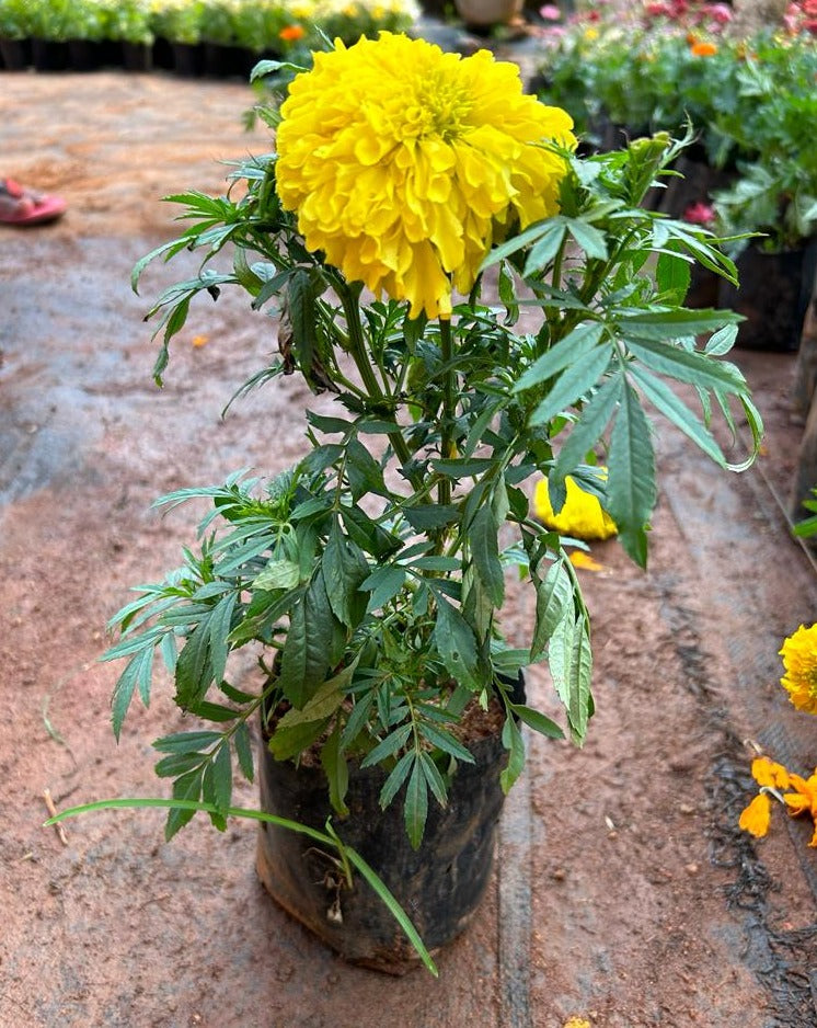 Yellow Marigold (Tagetes erecta) All Time Flowering Live Plant