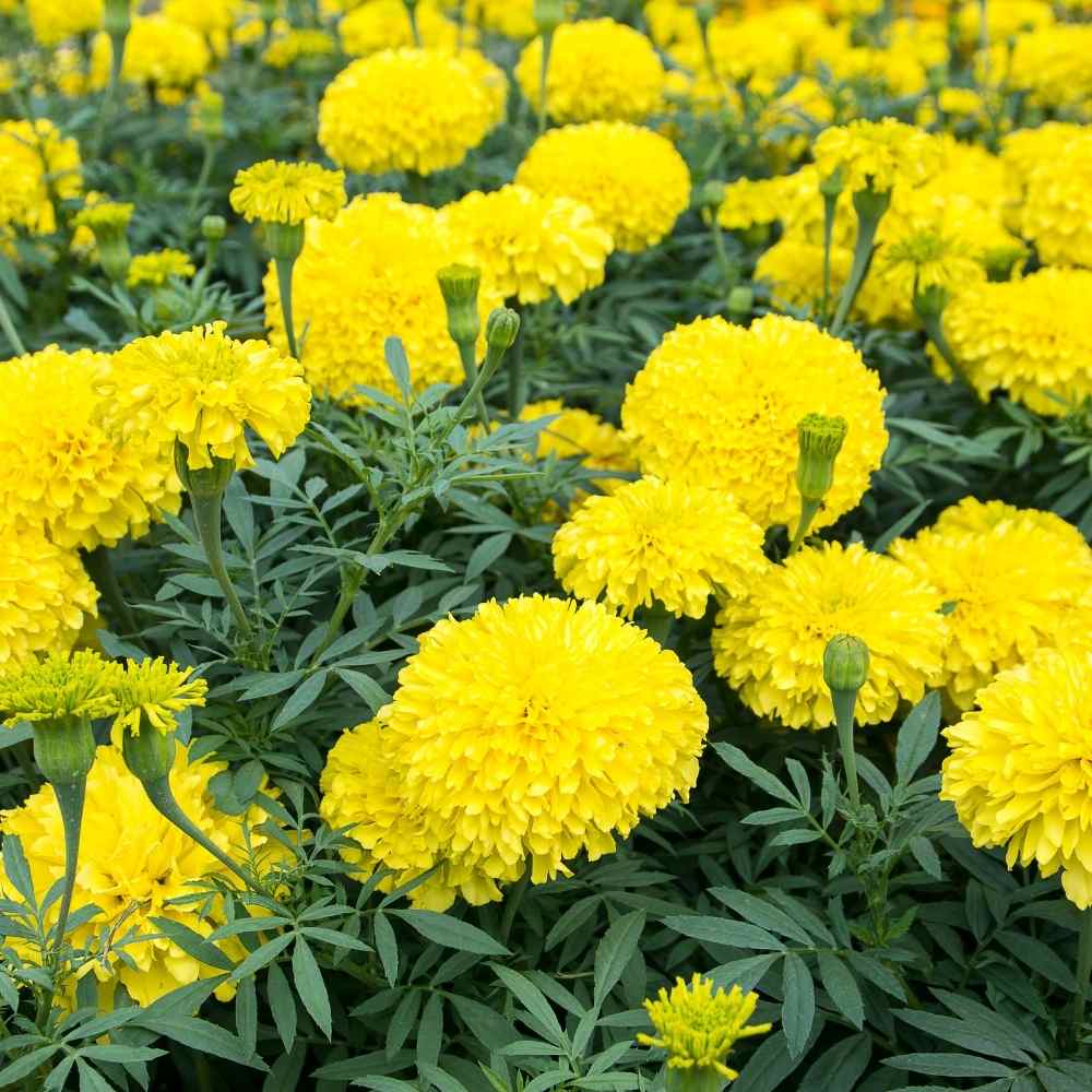 Yellow Marigold (Tagetes erecta) All Time Flowering Live Plant