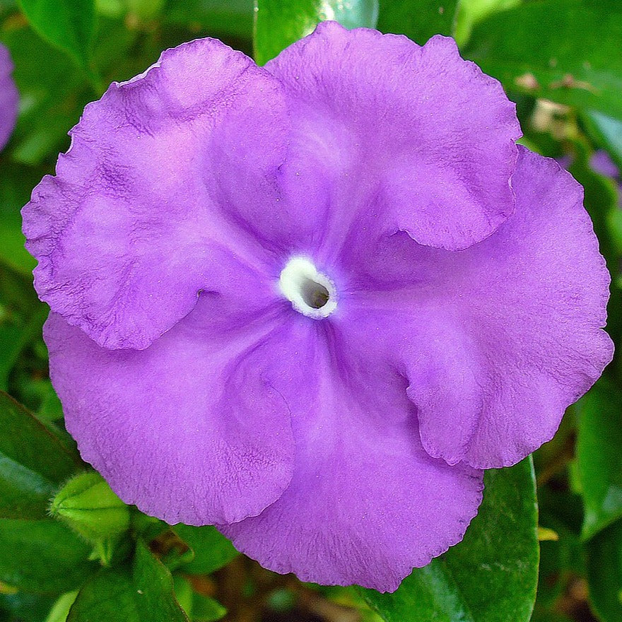 Yesterday Today Tommorrow Bigger Flowers (Brunfelsia pauciflora) Flowering Live Plant