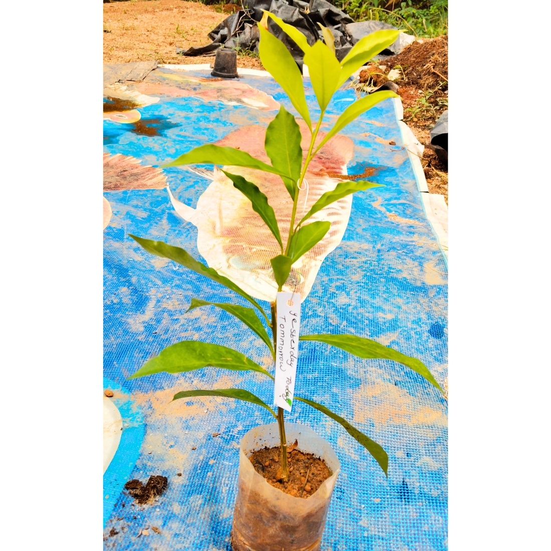 Yesterday Today Tommorrow (Brunfelsia pauciflora) Flowering Live Plant