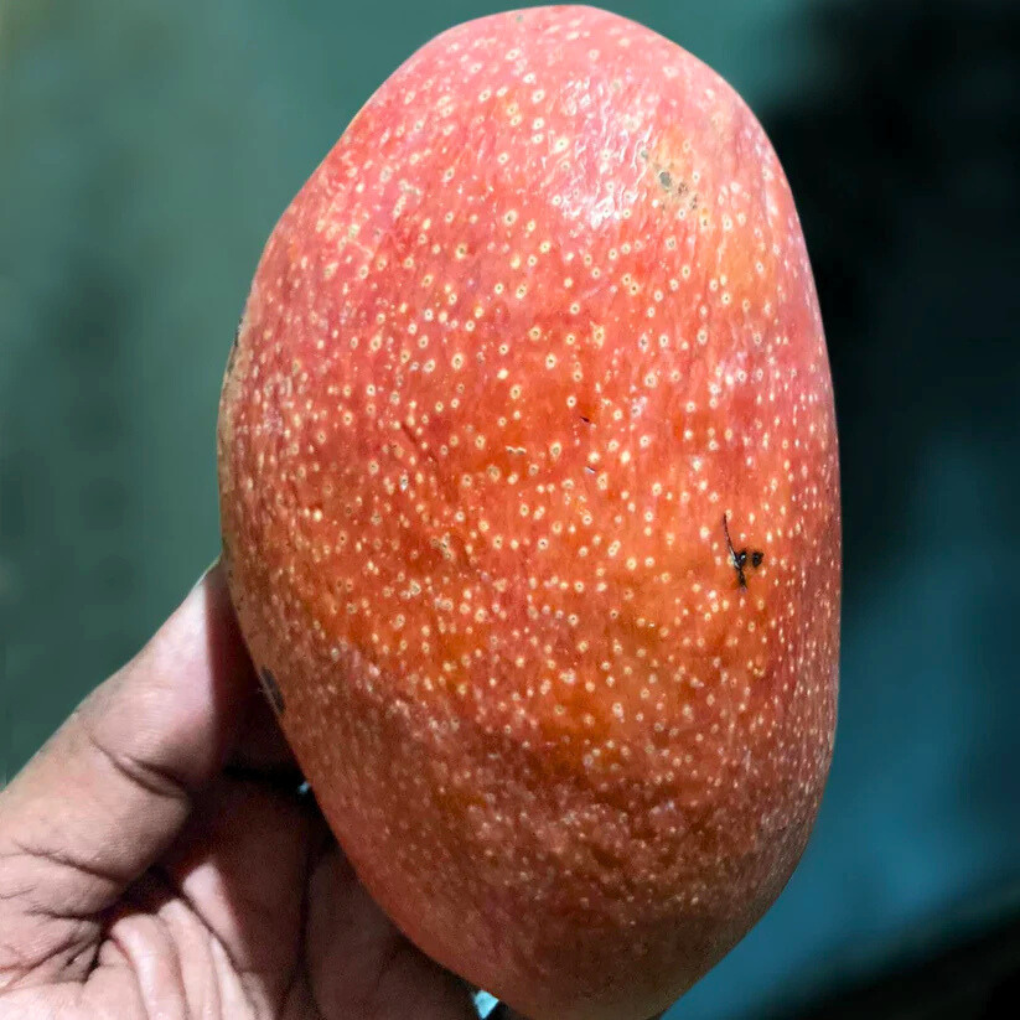 Yuwen Mango Grafted Live Plant