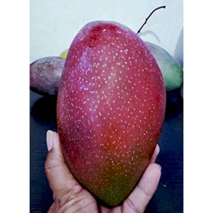 Yuwen Mango Grafted Live Plant