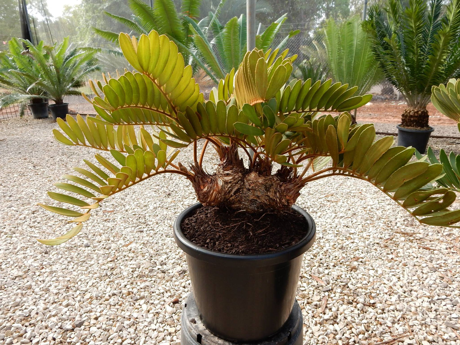 Cardboard Palm (Zamia furfuracea) Ornamental Live Plant