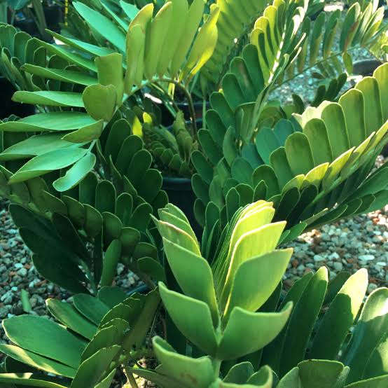 Cardboard Palm (Zamia furfuracea) Ornamental Live Plant