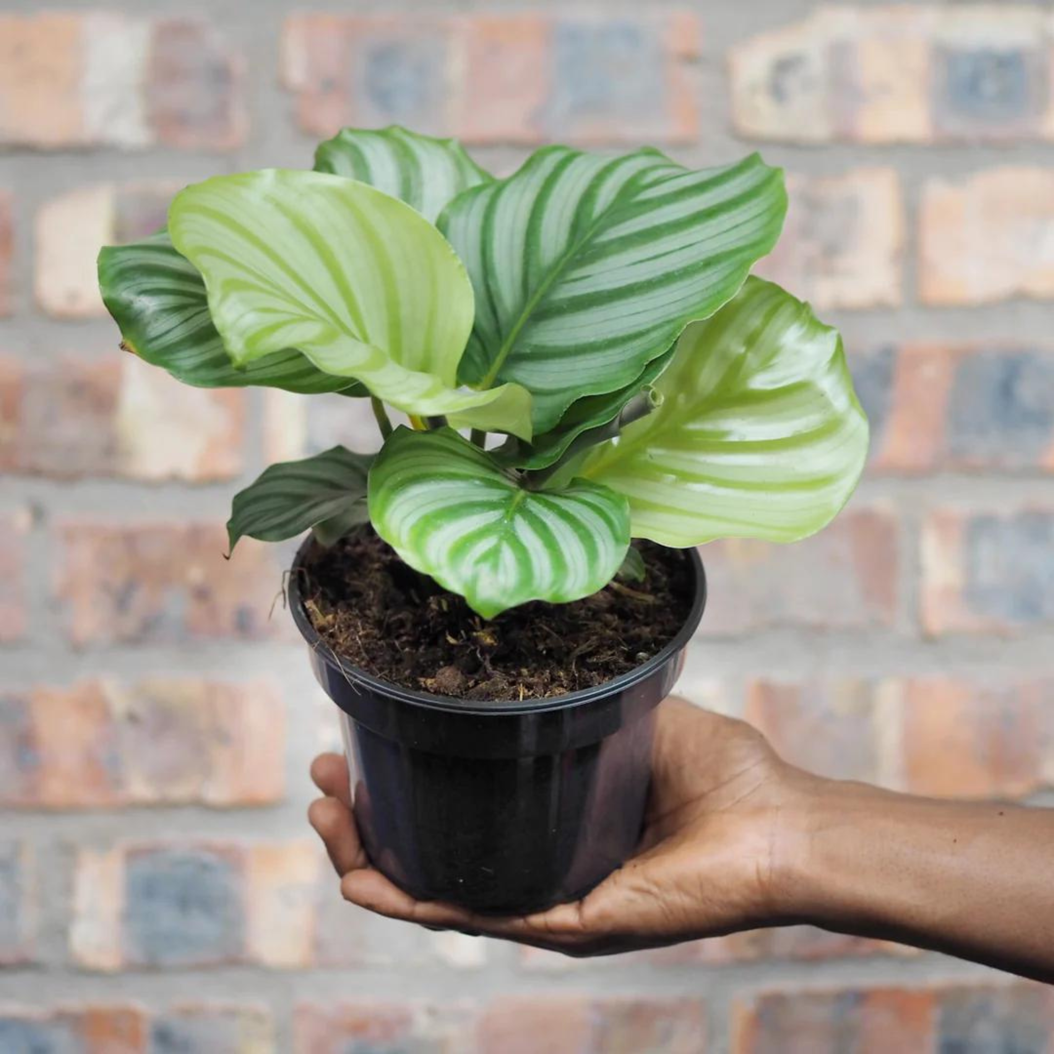 Zebra Plant (Calathea orbifolia) Live Plant