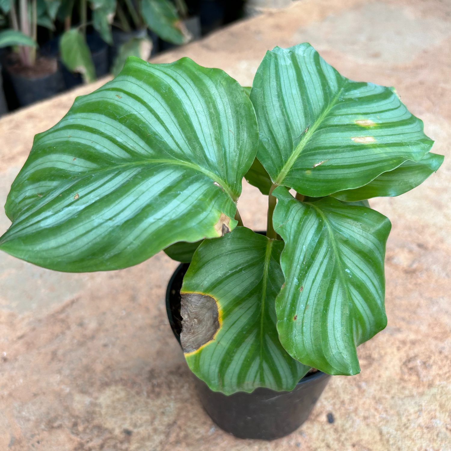 Zebra Plant (Calathea orbifolia) Live Plant