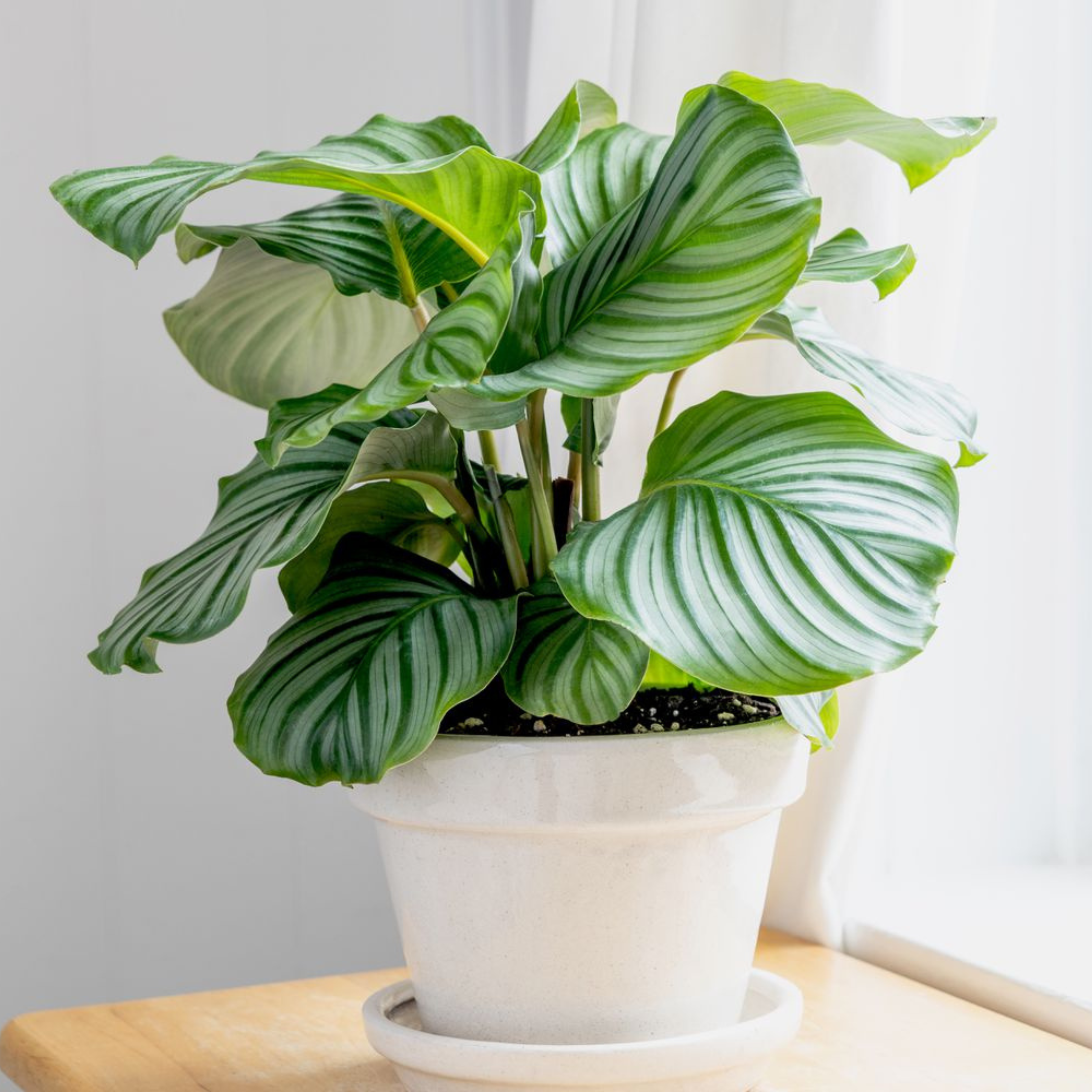 Zebra Plant (Calathea orbifolia) Live Plant