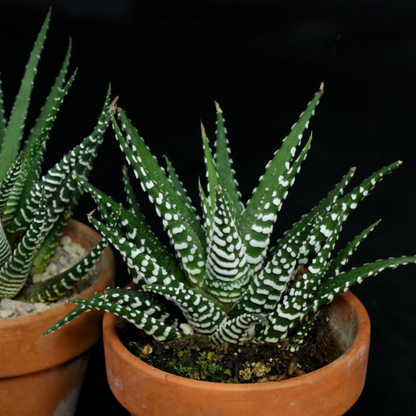 Zebra Plant (Haworthia fasciata) Indoor / Outdoor Live Plant