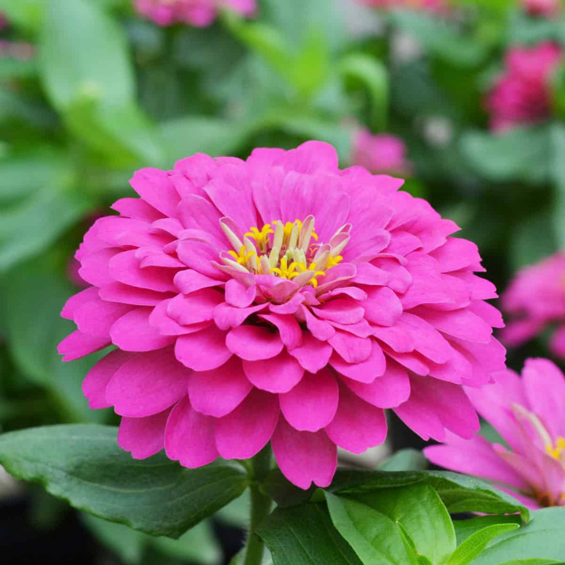 Zinnia Pink Flowering Live Plant