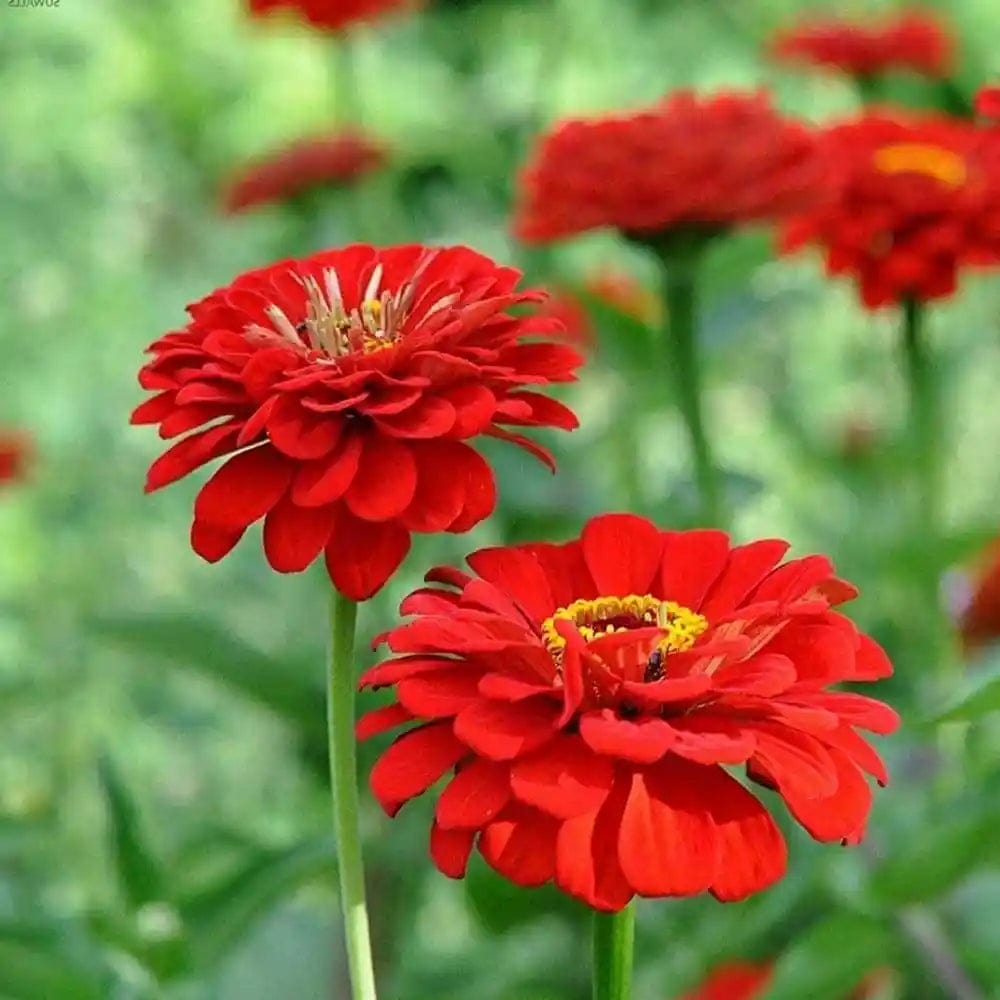 Multi Petal Deep Red Dwarf Zinnia Flowering Live Plant