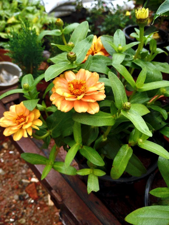 Sandal Zinnia Flowering Live Plant