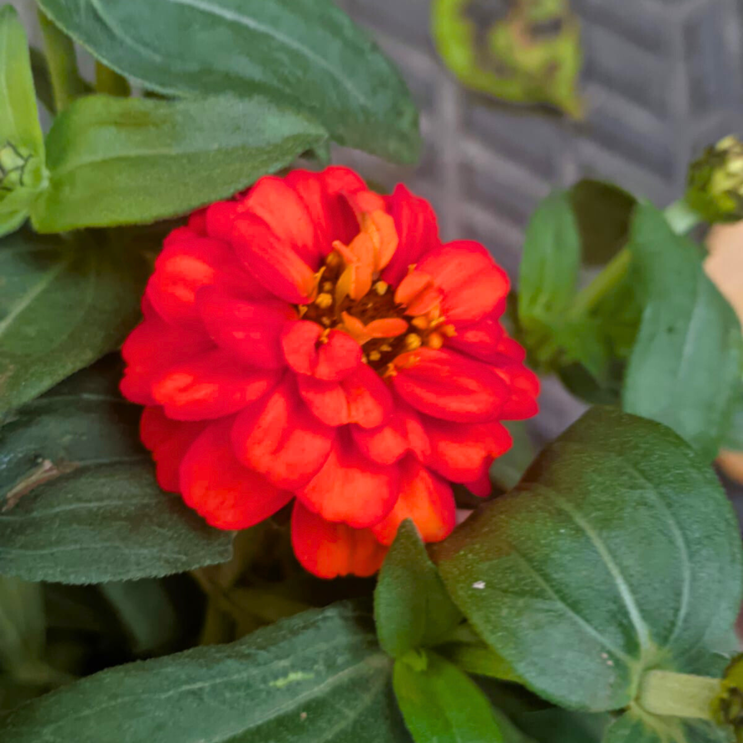 Zinnia Dwarf Bright Orange Multi Petal Flowering Live Plant