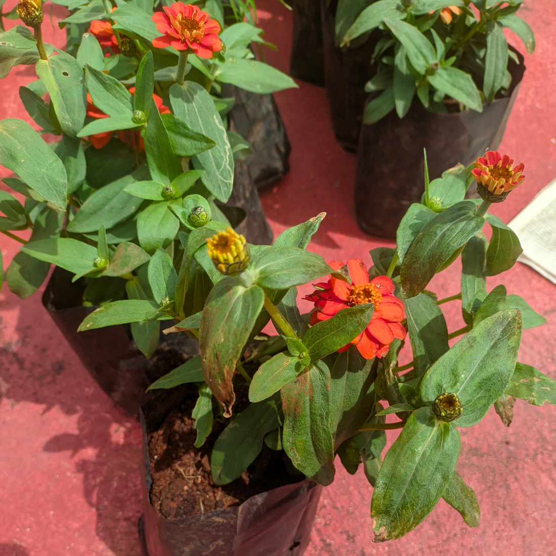 Zinnia Dwarf Bright Orange Multi Petal Flowering Live Plant