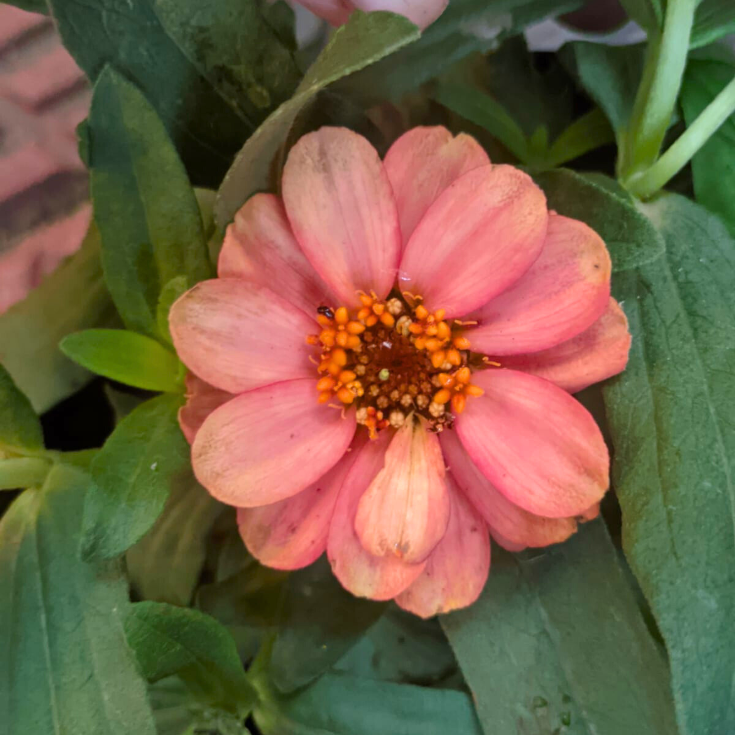 Zinnia Dwarf Peach Orange Multi Petal Flowering Live Plant