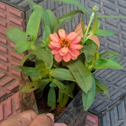 Zinnia Dwarf Peach Orange Multi Petal Flowering Live Plant