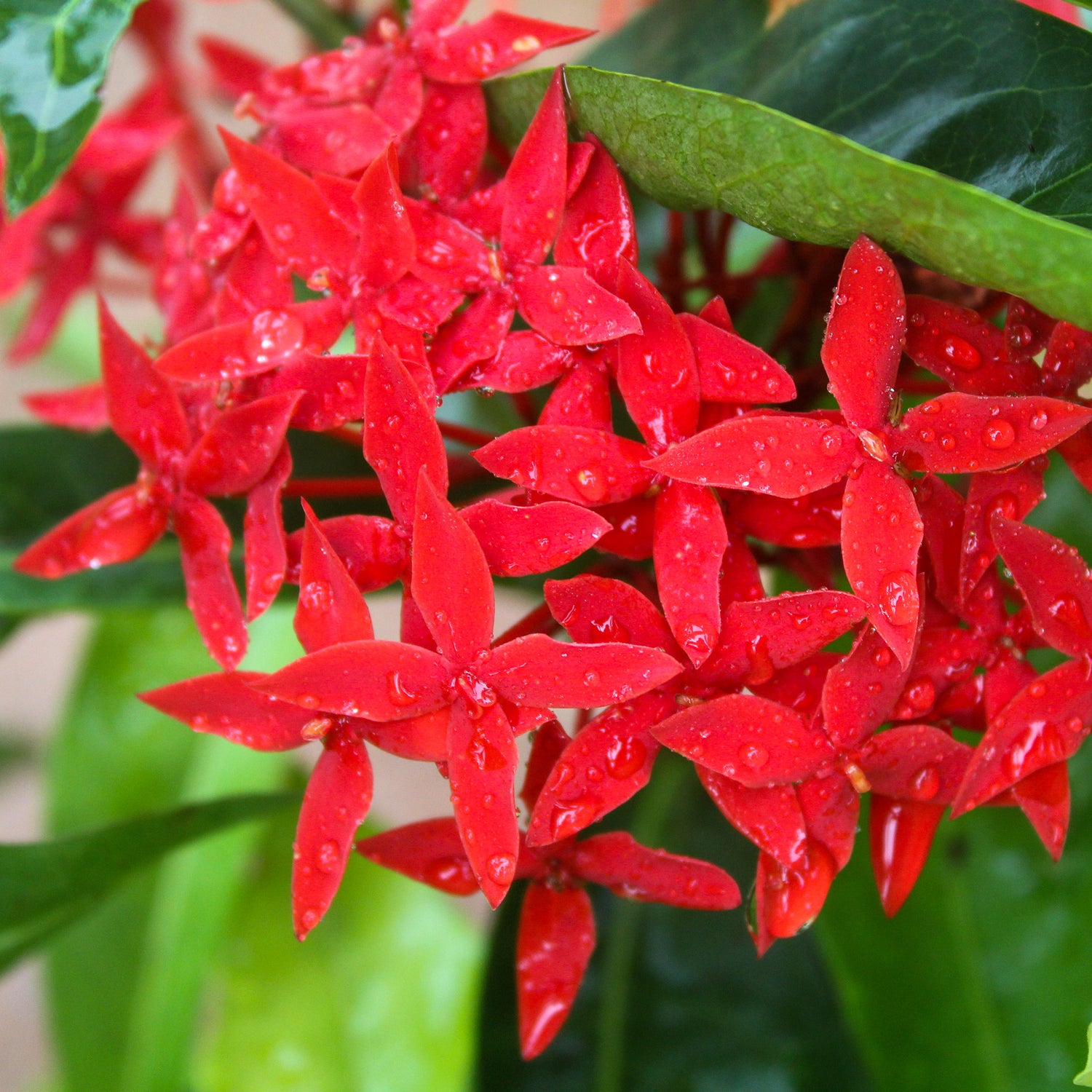 Chinese Ixora All Time Flowering Live Plant