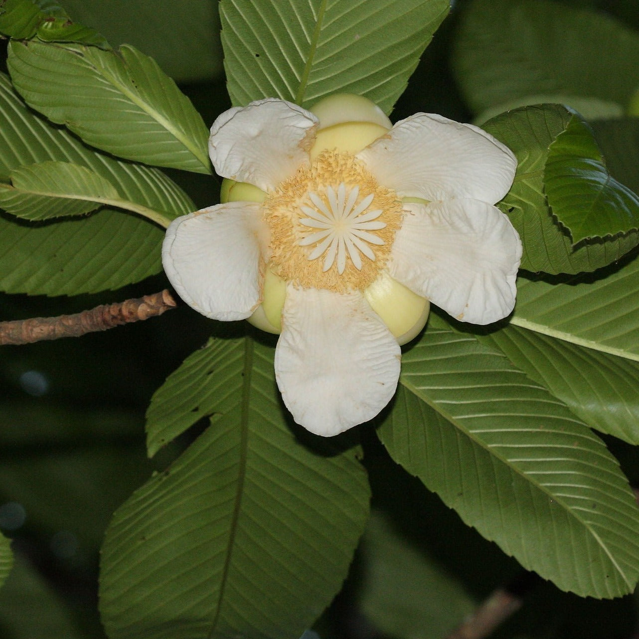 Elephant Apple Tree (Dillenia indica) Live Plant