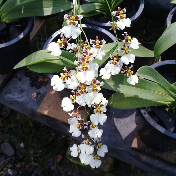 Oncidium Kampangsan White