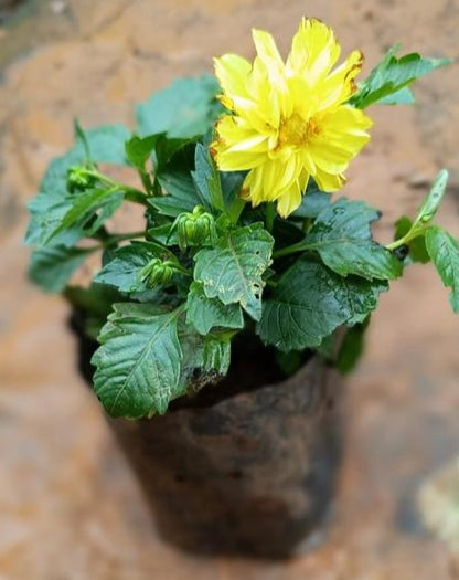 Yellow Dahlia Flowering Live Plant