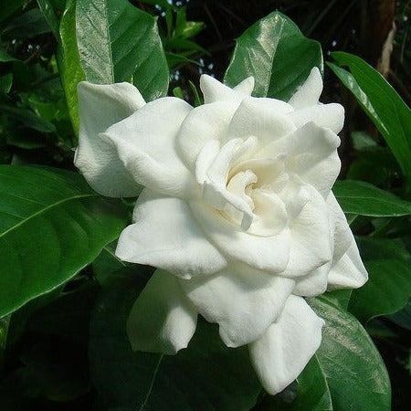 Gandhraj / Gardenia Cape Jasmine Multi Petal (Paarijatham) Highly Fragrant All Time Flowering Live Plant