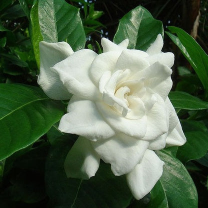Gandhraj / Gardenia Cape Jasmine (Paarijatham) Highly Fragrant All Time Flowering Live Plant