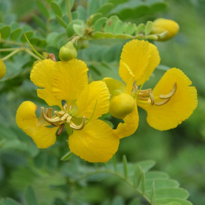 Avaram (Senna auriculata) All Time Flowering Live Plant