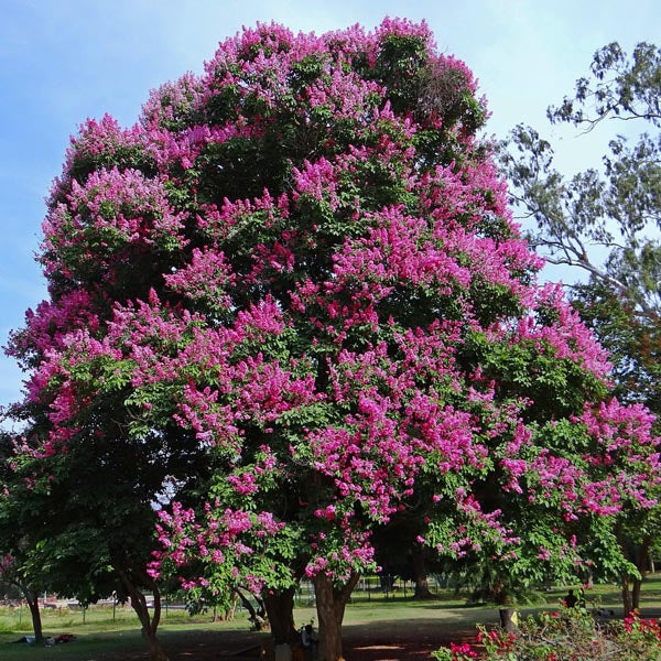 Lagerstroemia Speciosa Pink (Pride of India) Live Plant