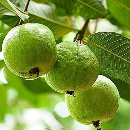 Allahabad Safeda Guava Grafted Live Plant