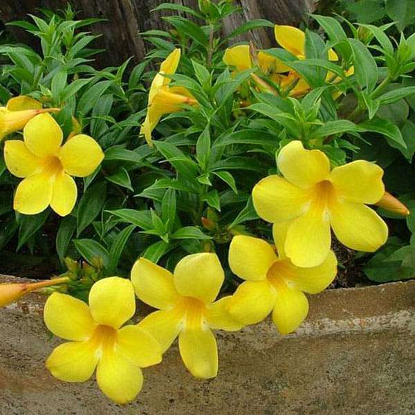 Allamanda Yellow Single Petal Creeper/Climber Flowering Live Plant