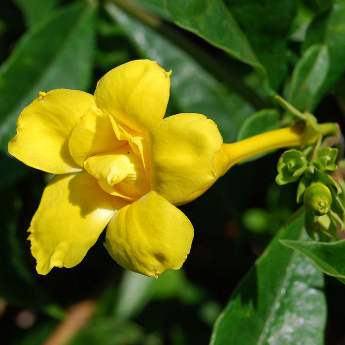 Allamanda Yellow Double Petal Creeper/Climber Flowering Live Plant ...