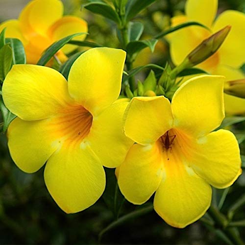 Allamanda Yellow Single Petal Creeper/Climber Flowering Live Plant