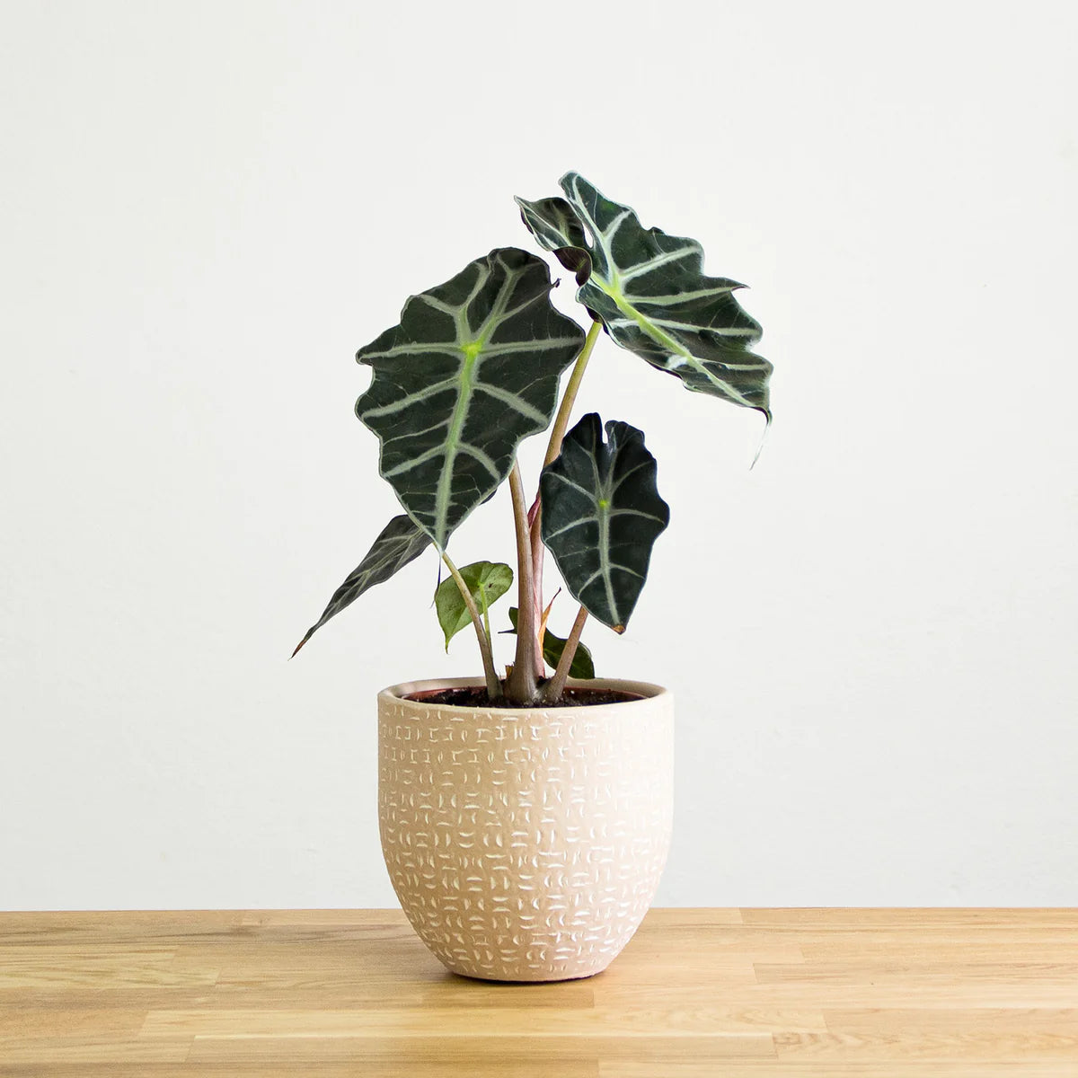 Alocasia ica (Elephant's ear) Indoor / Outdoor Live Plant