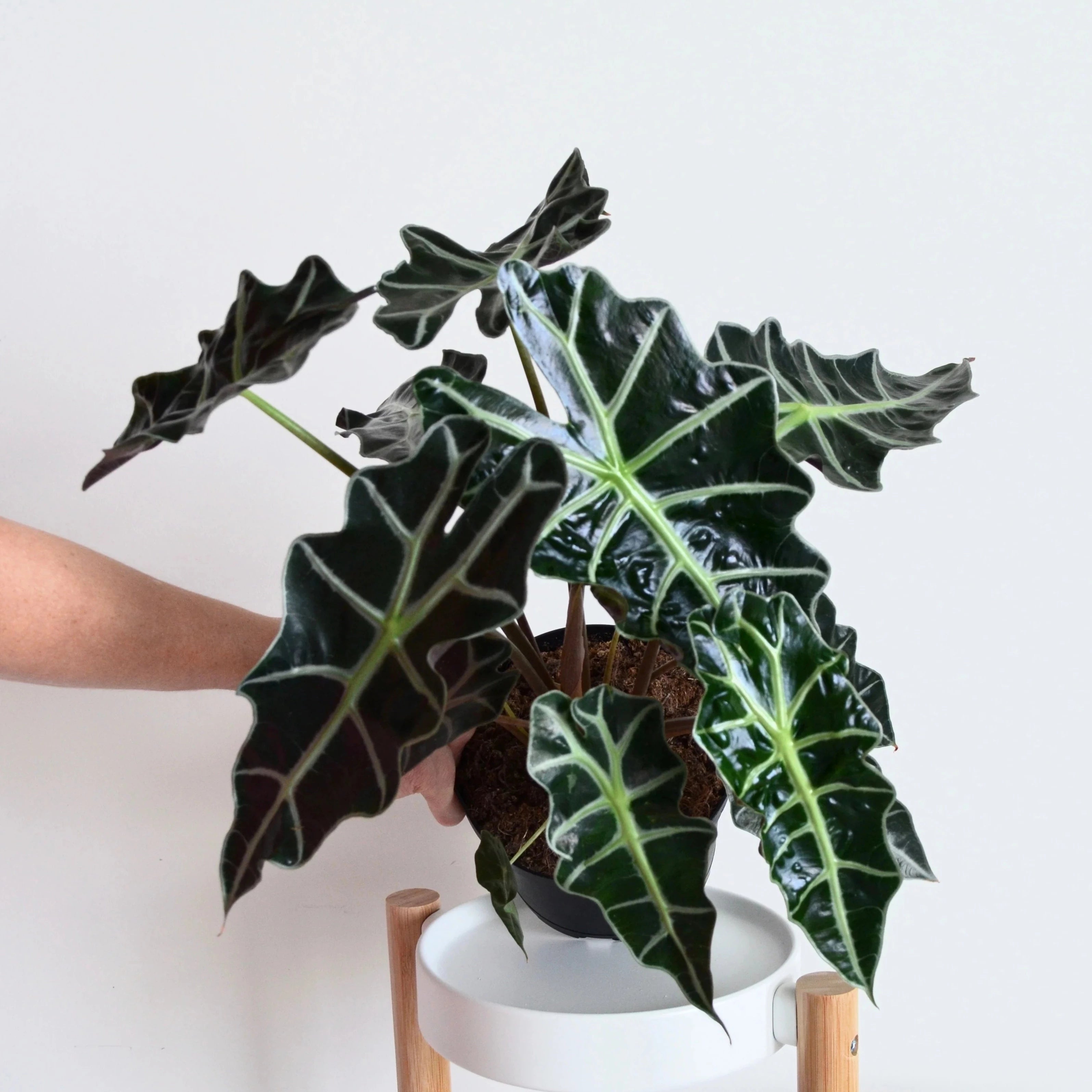 Alocasia Amazonica (Elephant&