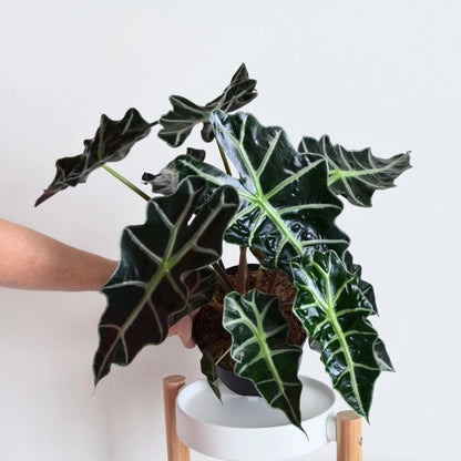 Alocasia Amazonica (Elephant&