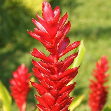 Alpinia Ginger Red Flowering Live Plant