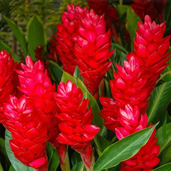 Alpinia Ginger Red, Pink and White Combo Flowering Live Plant