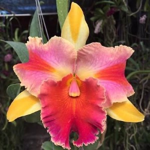 Cattleya Amazing Thailand (Seedling)