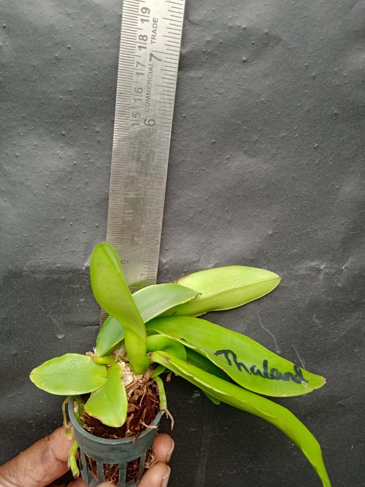 Cattleya Amazing Thailand (Seedling)