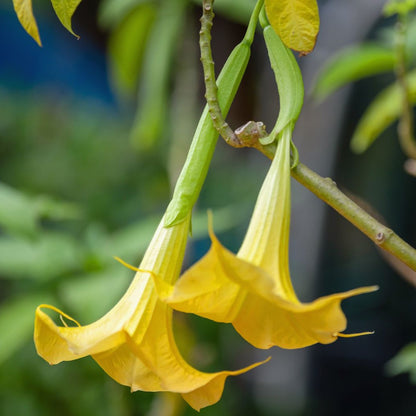 Angel Trumpet Yellow All Time Flowering Live Plant