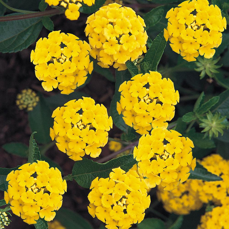 Lantana Yellow (Tick Berry) All Time Flowering Live Plant